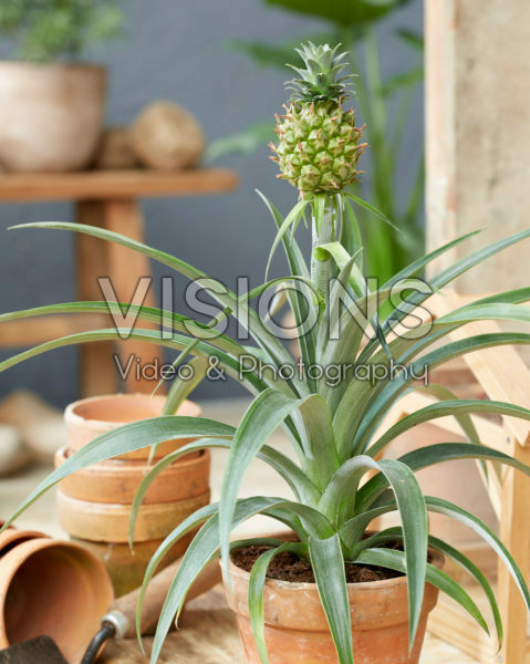 Bromelia Ananas Bromelia Ananas