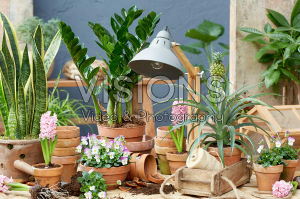 Indoor terracotta collectie Indoor terracotta collectie