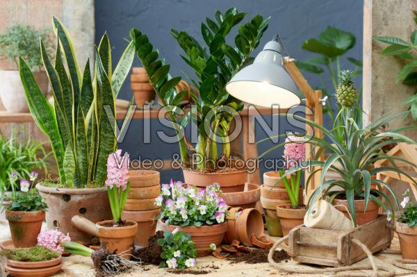 Indoor terracotta collectie Indoor terracotta collectie