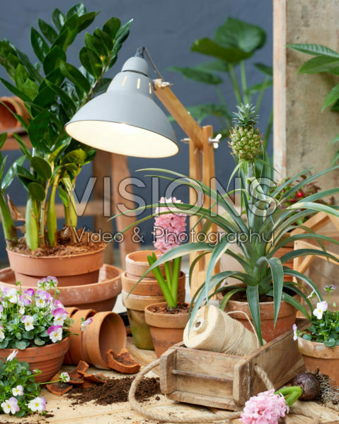 Indoor terracotta collection Indoor terracotta collection