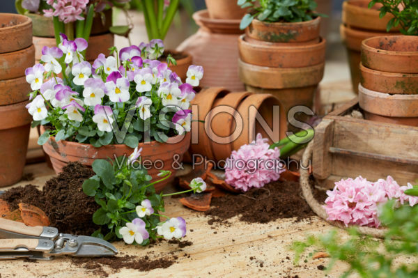 Viola cornuta Viola cornuta