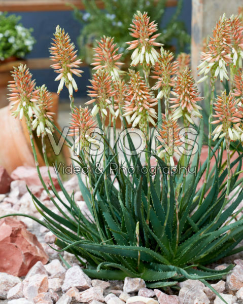Aloe Safari Sunrise Aloe Safari Sunrise
