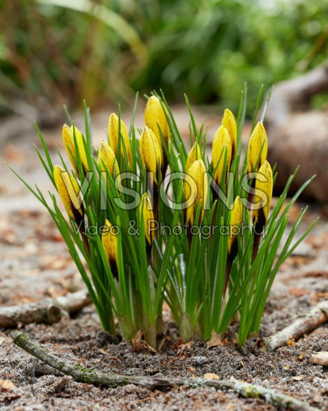 Crocus korolkowii Crocus korolkowii