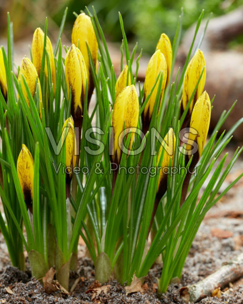 Crocus korolkowii Crocus korolkowii