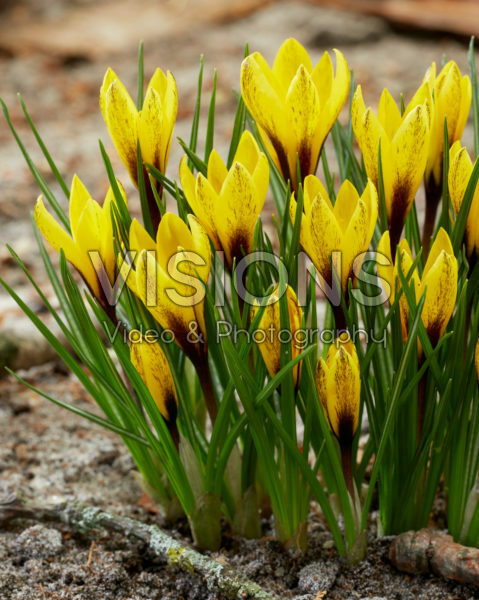 Crocus korolkowii Crocus korolkowii