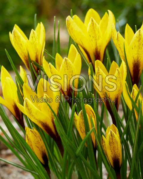 Crocus korolkowii Crocus korolkowii