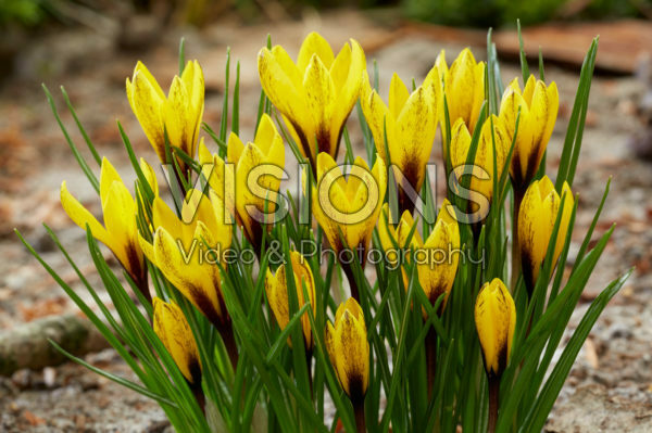 Crocus korolkowii Crocus korolkowii