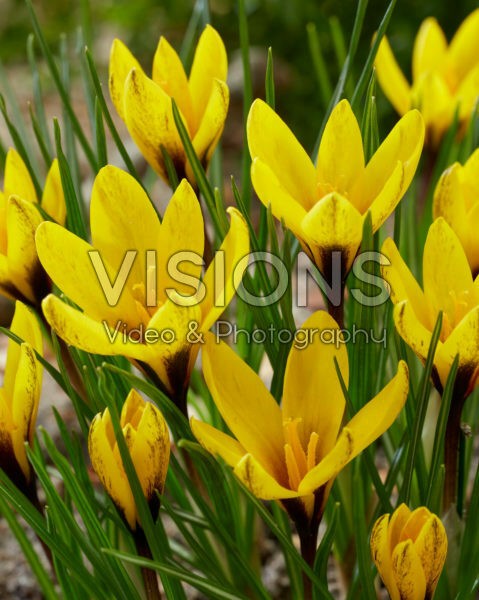 Crocus korolkowii Crocus korolkowii