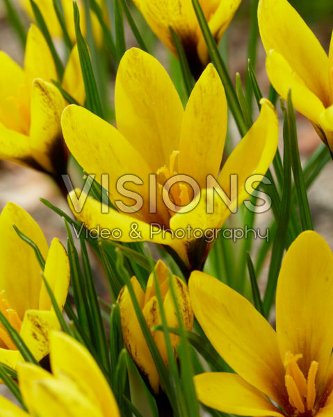 Crocus korolkowii Crocus korolkowii