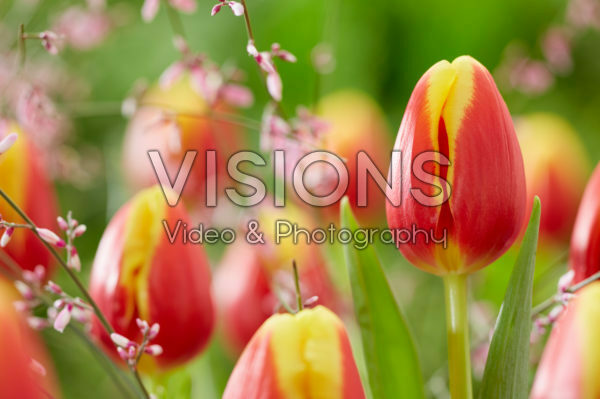 Tulipa Denemarken Tulipa Denemarken