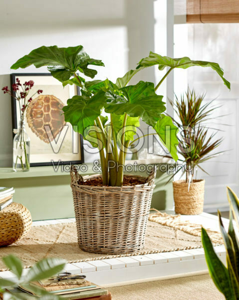 Philodendron bipinnatifidum Philodendron bipinnatifidum