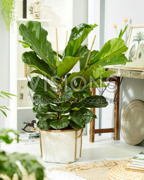 Ficus lyrata Ficus lyrata