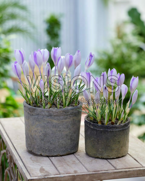 Crocus vernus Vanguard Crocus vernus Vanguard