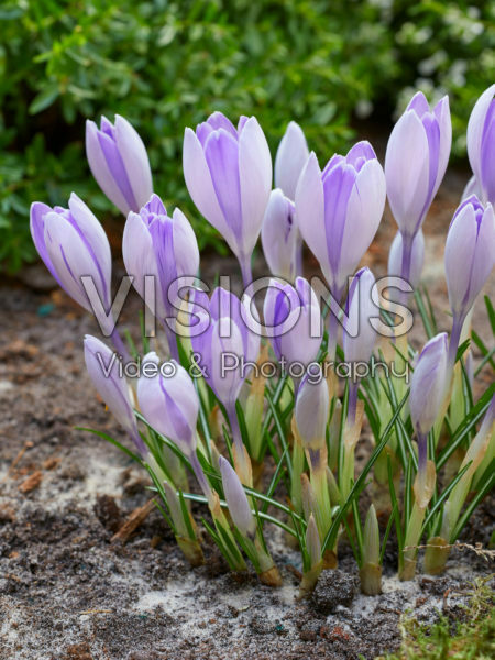 Crocus vernus Vanguard Crocus vernus Vanguard