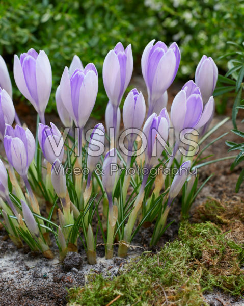 Crocus vernus Vanguard Crocus vernus Vanguard