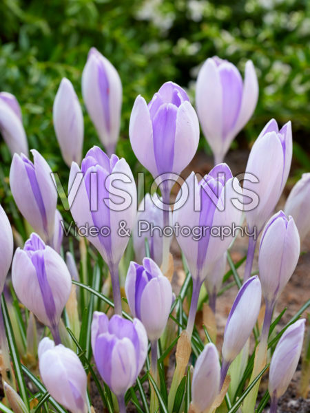 Crocus vernus Vanguard Crocus vernus Vanguard