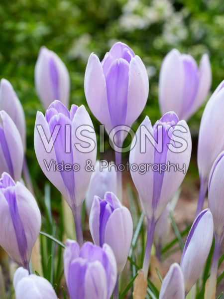 Crocus vernus Vanguard Crocus vernus Vanguard