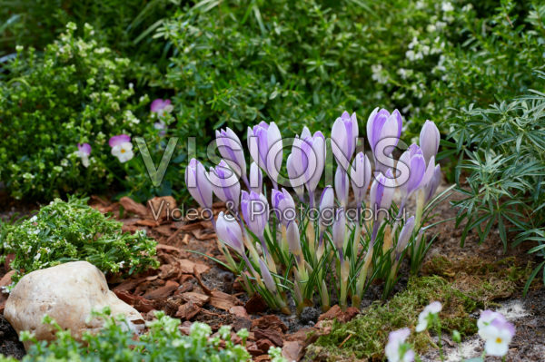 Crocus vernus Vanguard Crocus vernus Vanguard