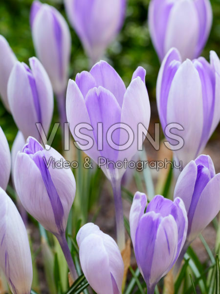 Crocus vernus Vanguard Crocus vernus Vanguard