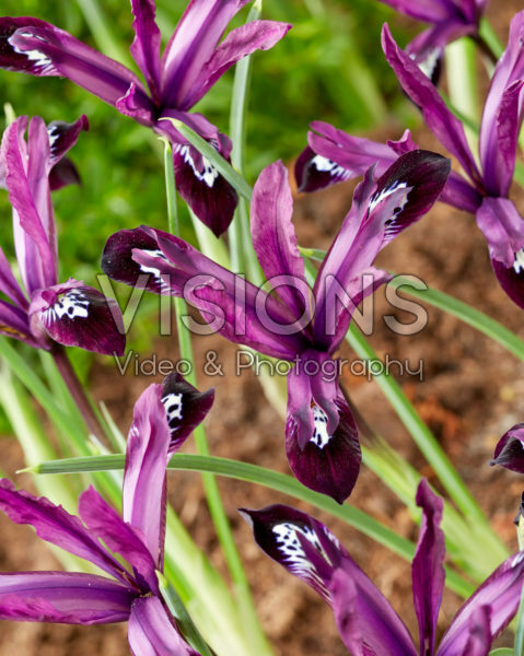 Iris reticulata Pauline Iris reticulata Pauline