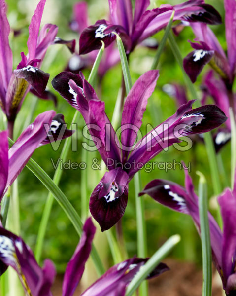 Iris reticulata Pauline Iris reticulata Pauline