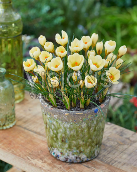 Crocus chrysanthus Cream Beauty Crocus chrysanthus Cream Beauty