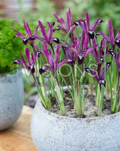 Iris reticulata Pauline Iris reticulata Pauline Iris reticulata Pauline Iris reticulata Pauline