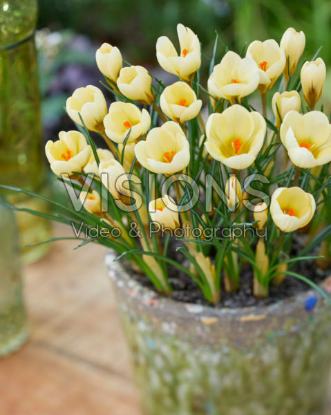 Crocus chrysanthus Cream Beauty Crocus chrysanthus Cream Beauty