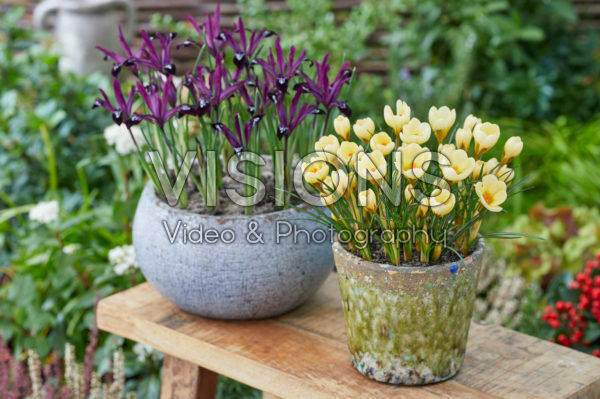 Crocus chrysanthus Cream Beauty, Iris reticulata Pauline Crocus chrysanthus Cream Beauty, Iris reticulata Pauline