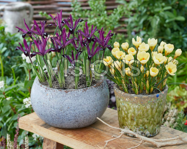 Crocus chrysanthus Cream Beauty, Iris reticulata Pauline Crocus chrysanthus Cream Beauty, Iris reticulata Pauline