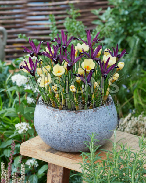 Crocus chrysanthus Cream Beauty, Iris reticulata Pauline Crocus chrysanthus Cream Beauty, Iris reticulata Pauline