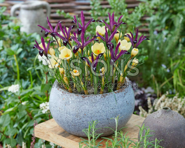 Crocus chrysanthus Cream Beauty, Iris reticulata Pauline Crocus chrysanthus Cream Beauty, Iris reticulata Pauline