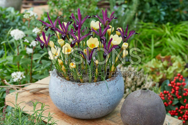 Crocus chrysanthus Cream Beauty, Iris reticulata Pauline Crocus chrysanthus Cream Beauty, Iris reticulata Pauline