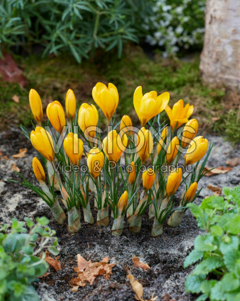 Crocus Golden Yellow Crocus Golden Yellow