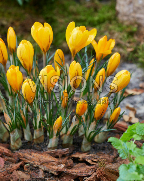 Crocus Golden Yellow Crocus Golden Yellow