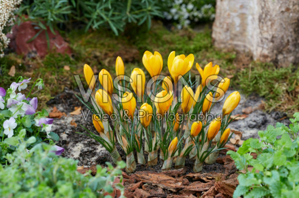 Crocus Golden Yellow Crocus Golden Yellow