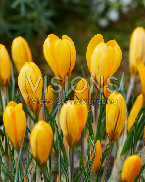 Crocus Golden Yellow Crocus Golden Yellow