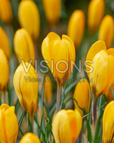 Crocus Golden Yellow Crocus Golden Yellow