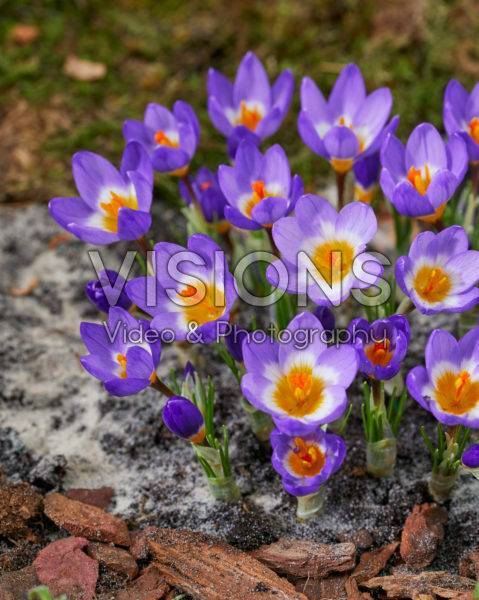 Crocus sieberi Tricolor Crocus sieberi Tricolor