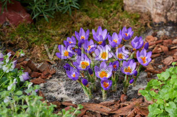 Crocus sieberi Tricolor Crocus sieberi Tricolor