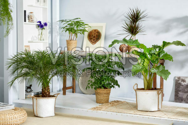 Indoor plant collection Indoor plant collection