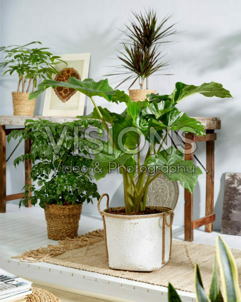 Philodendron bipinnatifidum Philodendron bipinnatifidum
