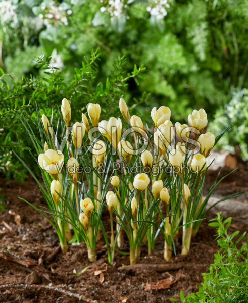 Crocus chrysanthus Cream Beauty Crocus chrysanthus Cream Beauty
