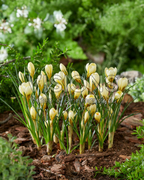 Crocus chrysanthus Cream Beauty Crocus chrysanthus Cream Beauty