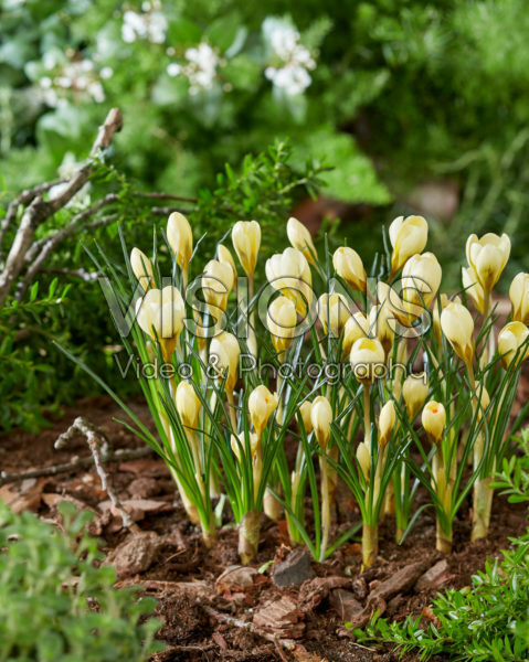 Crocus chrysanthus Cream Beauty Crocus chrysanthus Cream Beauty