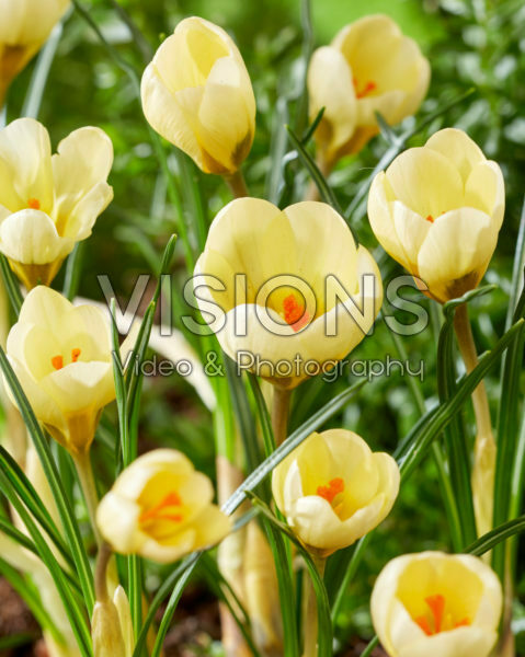 Crocus chrysanthus Cream Beauty Crocus chrysanthus Cream Beauty