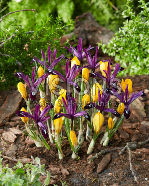Crocus Golden Yellow, Iris reticulata Pauline Crocus Golden Yellow, Iris reticulata Pauline