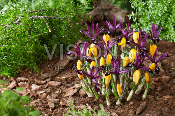 Crocus Golden Yellow, Iris reticulata Pauline Crocus Golden Yellow, Iris reticulata Pauline