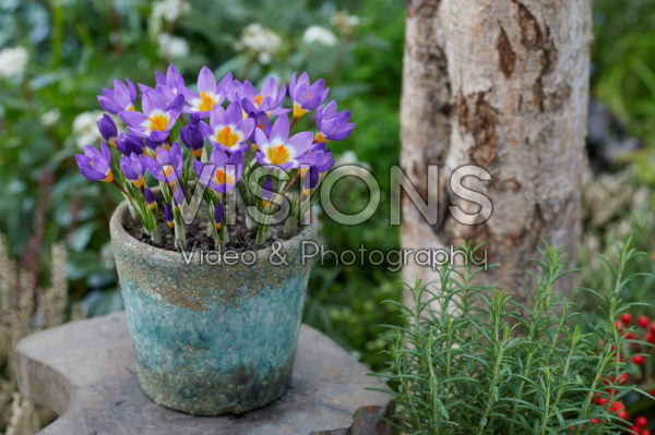 Crocus sieberi Tricolor Crocus sieberi Tricolor