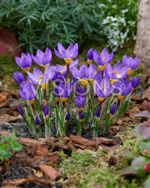 Crocus sieberi Tricolor Crocus sieberi Tricolor